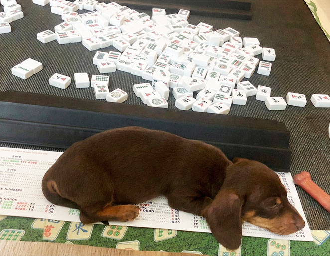 Small puppy sleeping on a mahjong scorecard surrounded by tiles and racks for the Mahjong Baby About Us page Small puppy sleeping on a mahjong scorecard surrounded by tiles and racks for the Mahjong Baby About Us page